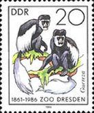 Mantled Guereza (Colobus abyssinicus caudatus)