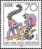 Ring-tailed Lemur (Lemur catta)