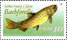 Brown Trout (Salmo trutta f. fario)