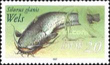 Wels Catfish (Silurus glanis)
