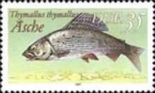 Grayling (Thymallus thymallus)