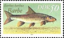 Common Barbel (Barbus barbus)