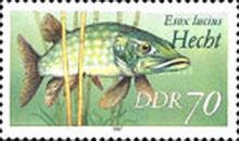 Northern Pike (Esox lucius)