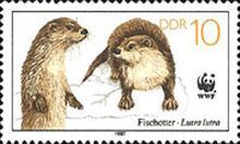 Eurasian Otter (Lutra lutra)