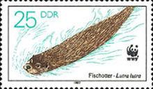 Eurasian Otter (Lutra lutra)