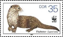 Eurasian Otter (Lutra lutra)