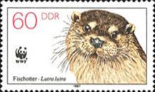 Eurasian Otter (Lutra lutra)