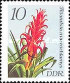Tillandsia macrochlamys