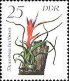 Tillandsia bulbosa