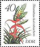 Tillandsia kalmbacheri