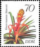 Guzmania blassii