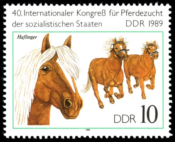 Haflinger (Equus ferus caballus)