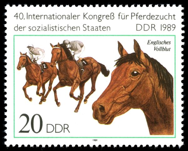 Thoroughbred (Equus ferus caballus)