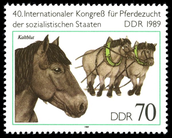 Coldblooded (Equus ferus caballus)