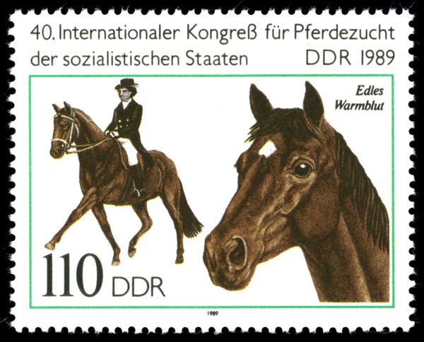 Noble Warmblood (Equus ferus caballus)