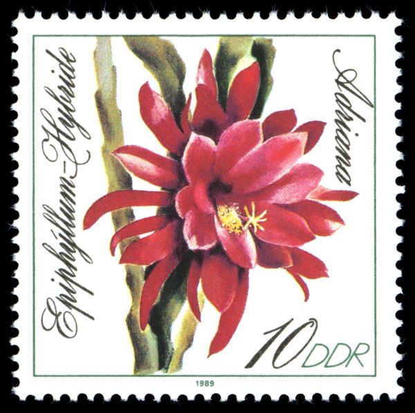 Epiphyllum-Hybride "Adriana"