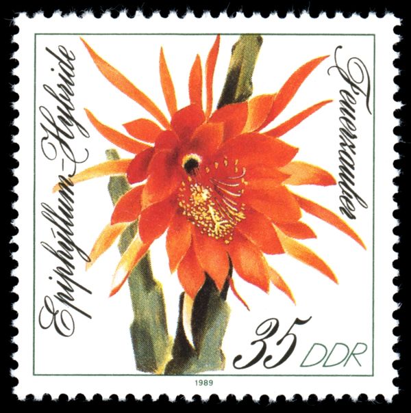 Epiphyllum hybrid "Magic Fire"