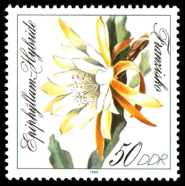 Epiphyllum hybrid "Franziska"