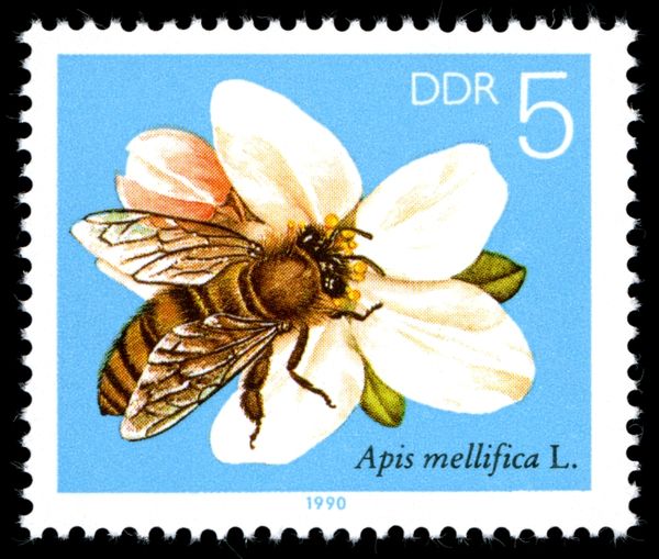 Honey Bee (Apis mellifica), Apple Blossom