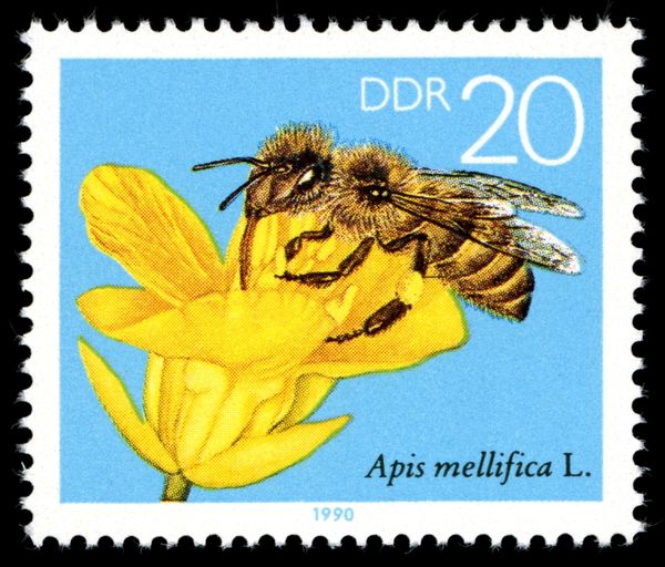 Honey Bee (Apis mellifica), Rape Blossom