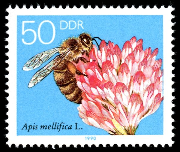 Honey Bee (Apis mellifica), Red Clover Blossom