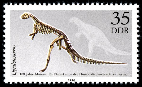 Dysalotosaurus lettow-vorbecki