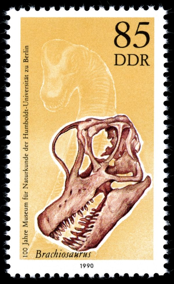 Skull of Brachiosaurus