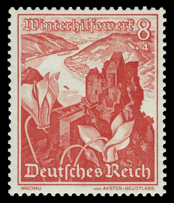 Aggstein Ruins, cyclamen