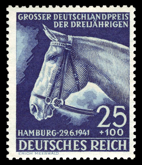 Head of a race horse