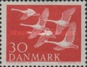 Whooper Swan (Cygnus cygnus)