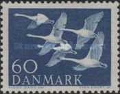 Whooper Swan (Cygnus cygnus)