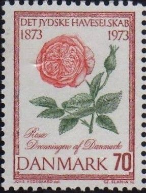 "Queen of Denmark" Rose