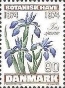 Blue Iris (Iris spuria L.)