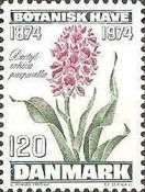 Dactylorhiza purpurella - Northern Marsh Orchid