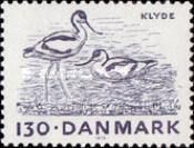 Pied Avocets (Recurvirostra avosetta)