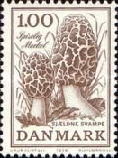 Common Morel (Morchella esculenta)
