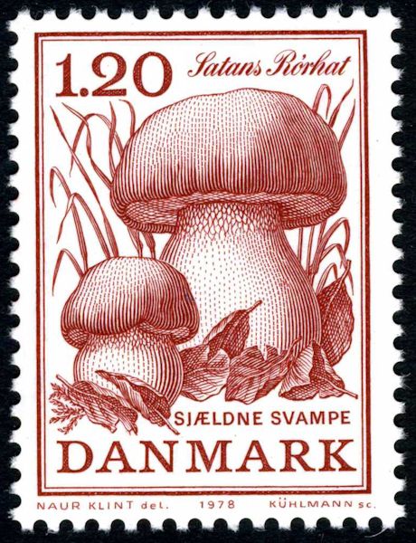 Devil's Bolete/Satan's mushroom (Boletus satanas)