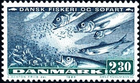 Atlantic Herring (Clupea harengus)