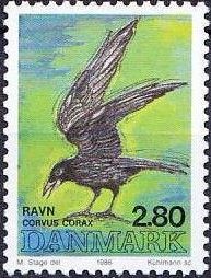 Common Raven (Corvus corax)