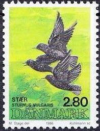 Common Starling (Sturnus vulgaris)