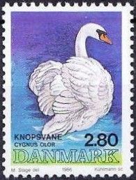Mute Swan (Cygnus olor)