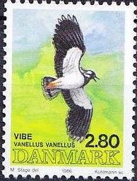 Northern Lapwing (Vanellus vanellus)