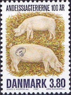 Domestic Pig (Sus scrofa domestica)