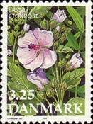 Althaea officinalis - Marsh Mallow
