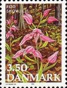 Cephalanthera rubra - Red Helleborine