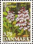 Orchis purpurea - Lady Orchid