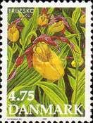 Cypripedium calceolus - Lady's-slipper Orchid