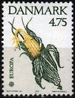 Head of maize