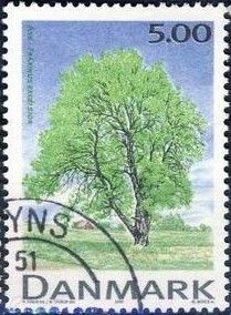 European Ash