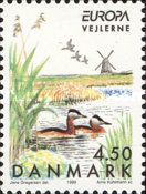 Red-necked Grebe (Podiceps grisegena) - Bird Refuge Vejlerne